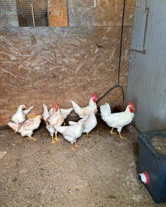 Gallo Livornese