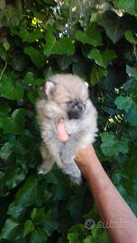 Disponibili cuccioli di Spitz Tedesco nano