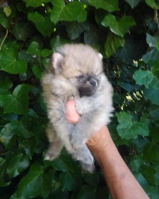 Disponibili cuccioli di Spitz Tedesco nano