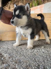 Cucciola di Husky