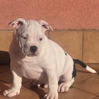 American bully