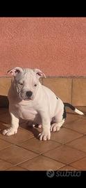 American bully