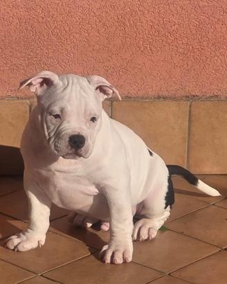 American bully