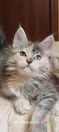Cuccioli Maine coon