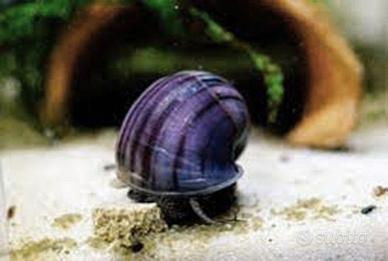Lumache ampullaria ampullarie acquario