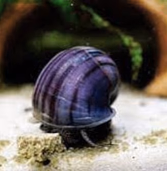 Lumache ampullaria ampullarie acquario