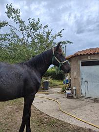 Puledro Sanfratellano