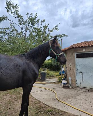 Puledro Sanfratellano