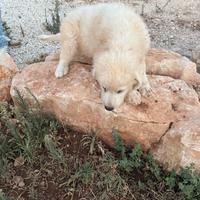 Cuccioli di Pastore Maremmano