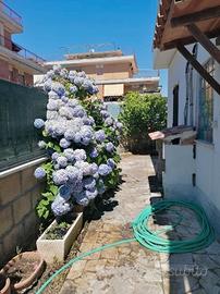 Lavinio villino mare