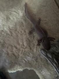 Axolotl Melanoid-copper