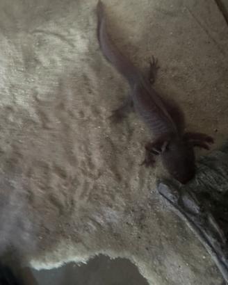 Axolotl Melanoid-copper