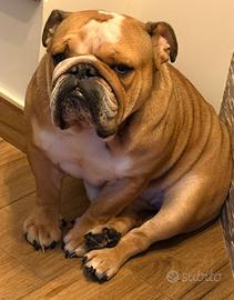Bulldog inglese