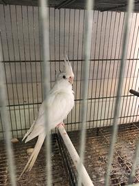 Uccelli Calopsite allevati a mano