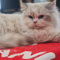 Scottish fold e Highland straight British