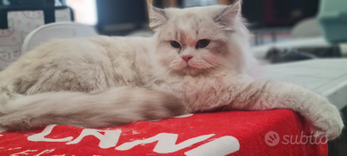 Scottish fold e Highland straight British