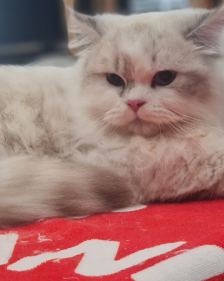 Scottish fold e Highland straight British