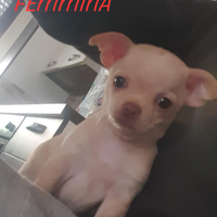 Vendita chihuahua toy