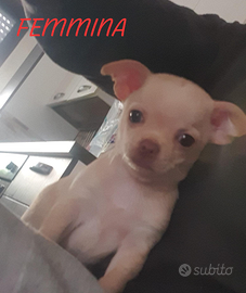 Vendita chihuahua toy