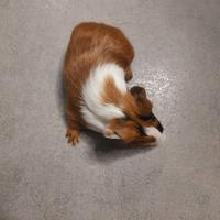 Porcellini d'india / cavie peruviane