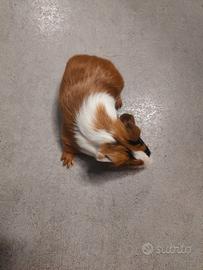 Porcellini d'india / cavie peruviane