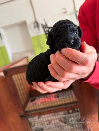 Cuccioli di barboncini