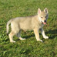 Cuccioli Cane Lupo Cecoslovacco