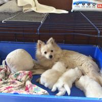 Cucciolo volpino italiano