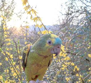 Amazzone allevata a mano