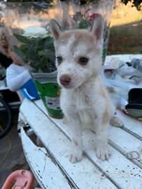 Cucciola siberian husky