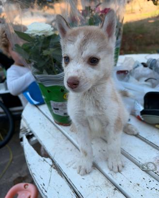 Cucciola siberian husky