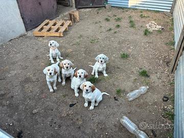 Cuccioli di Setter Inglese