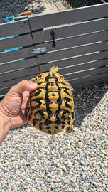 Testudo hermanni
