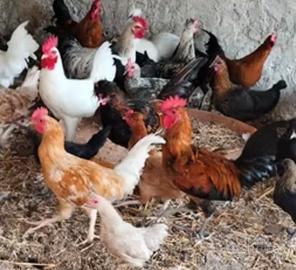 Galline ovaiole colori misti