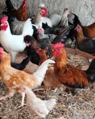 Galline ovaiole colori misti
