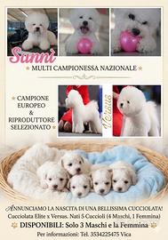 Splendido Cucciolo di Bichon à Poil Frisé