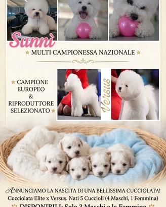 Splendido Cucciolo di Bichon à Poil Frisé