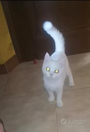 Gattini Siberiano molto affettuosi e sani