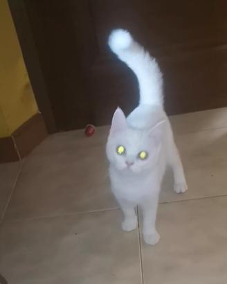 Gattini Siberiano molto affettuosi e sani