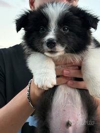 Border collie