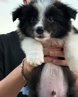 Border collie