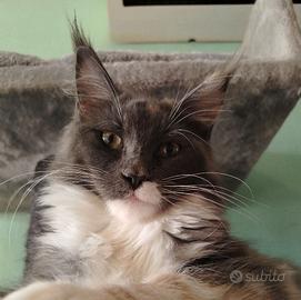 Femmina maine coon