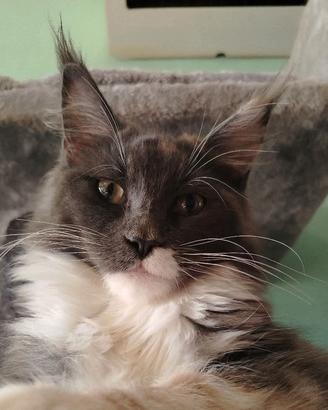 Femmina maine coon