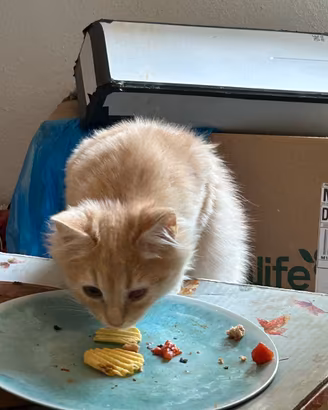 Persiano normotipo crema