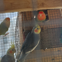 Uccelli e anatre