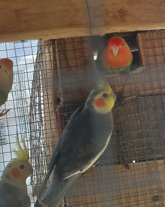 Uccelli e anatre