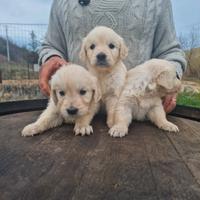 Cuccioli di Golden Retriever - Allev. Ric. ENCI