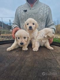 Cuccioli di Golden Retriever - Allev. Ric. ENCI