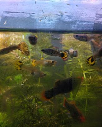 Guppy
