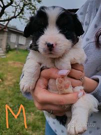 Cani meticcio